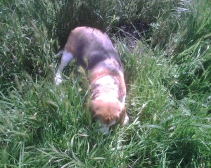 Carly nose in grass