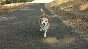 Carly on the trail